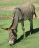 Donkey grazing