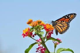 Multicoloured butterfly resting on a flower.