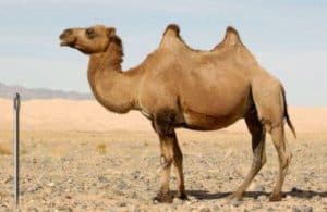 Camel alongside a magnified needle