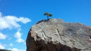 Small tree growing at the tip of a barren cliff