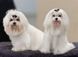 Two white poodles