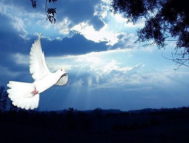 Image of a Dove against sky background