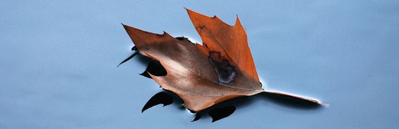 Leaf floating on water.