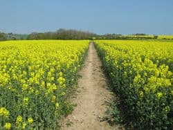 Footpath through a crop