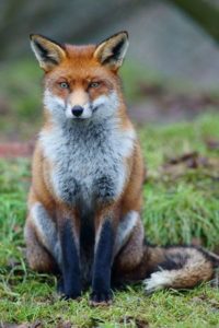 A red fox