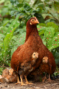 Hen with her chicks.