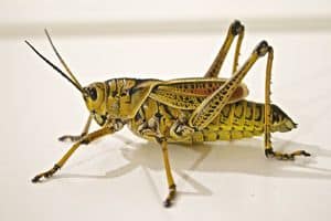 A locust