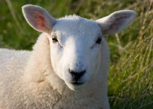 A white faced (Lundy) Sheep