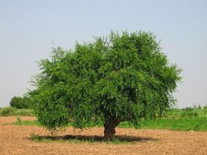 Mustard Tree