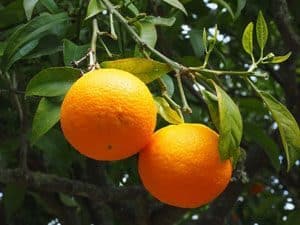 Orange fruit attached to tree