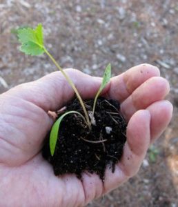 Seedling in persons hand
