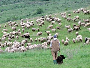 Shepherd on hillside with sheep and dog