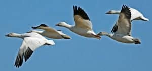 Three geese in flight.