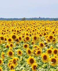 Field of Sunflowers