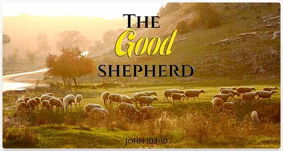 Sheep in Field - Image Title: The Good Shepherd