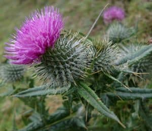 Thistle Flower