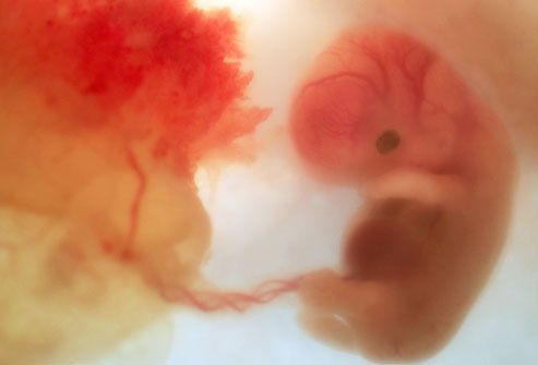 Human Foetus in womb.