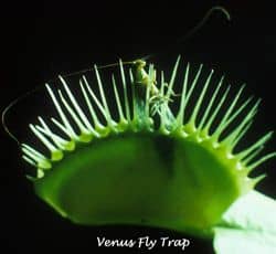 Venus Fly Trap