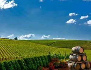 Vineyard and wine barrels