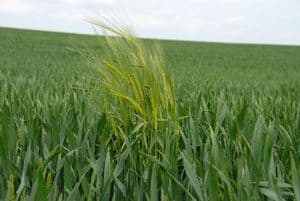 Field of wheat with weeds