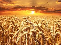 Wheat Field at sunset