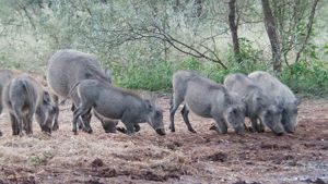 Wild boar in forest