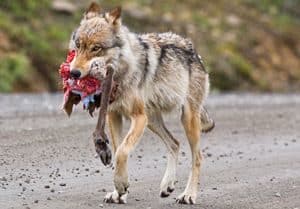 Wolf with part of a sheep's carcas