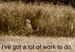 Hare in grain field