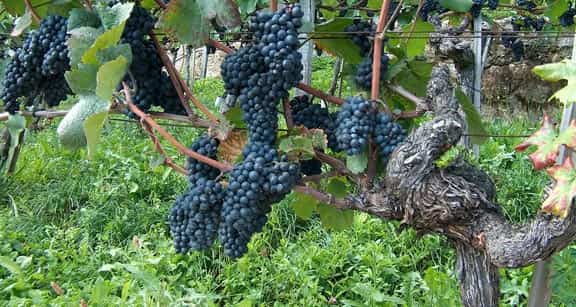 Vine branch with bunches of red grapes