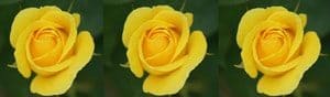 Yellow Roses