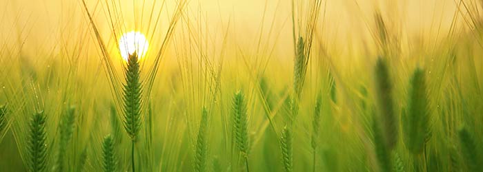 Field of Wheat