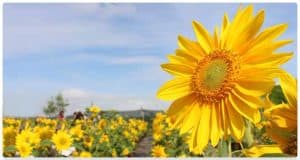 Sunflower Crop